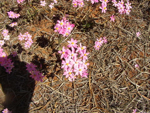 Image of Pink Everlasting (Schoenia cassiniana) by (c) Tony Rebelo, some rights reserved (CC BY-SA)