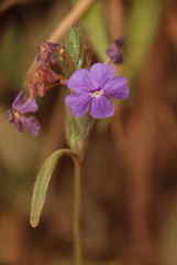 Eranthemum