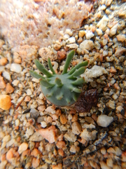 Eriospermum alcicorne