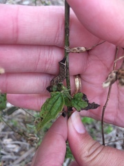 Condica albigera