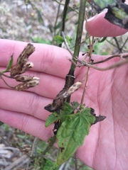 Condica albigera