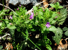 Chaenorhinum