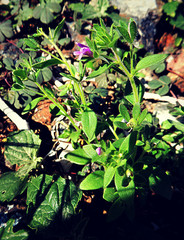 Chaenorhinum