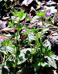 Chaenorhinum
