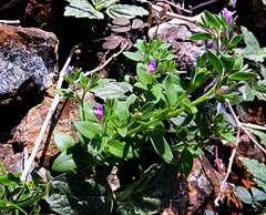 Chaenorhinum