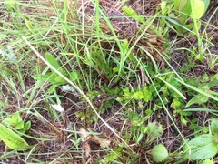 Polygala macowaniana