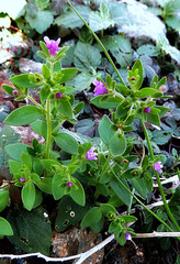 Chaenorhinum