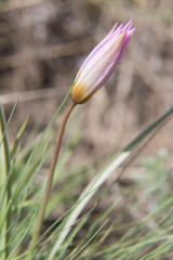 Tulipa patens