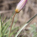 Tulipa patens - Photo (c) Алексей Эбель, algunos derechos reservados (CC BY-NC), subido por Алексей Эбель