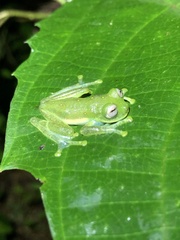 Pijaos' Glassfrog photo 2