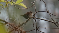 Troglodytes troglodytes