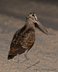 Eurasian Woodcock photo 5