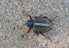 Catasarcus bilineatus