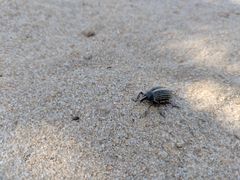 Catasarcus bilineatus