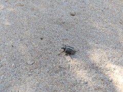 Catasarcus bilineatus