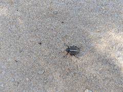 Catasarcus bilineatus