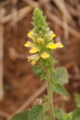 Lindenbergia philippensis