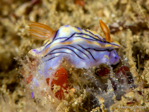 Hypselodoris nigrostriata