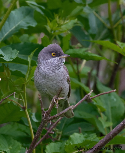 Barred Warbler, photo 6 of 9
