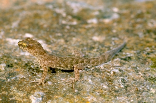 Kaspischer Even-fingered Gecko