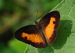 Mycalesis discobolus