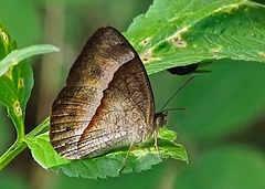 Mycalesis discobolus