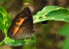 Mycalesis discobolus
