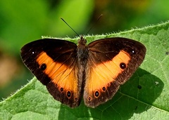 Mycalesis discobolus