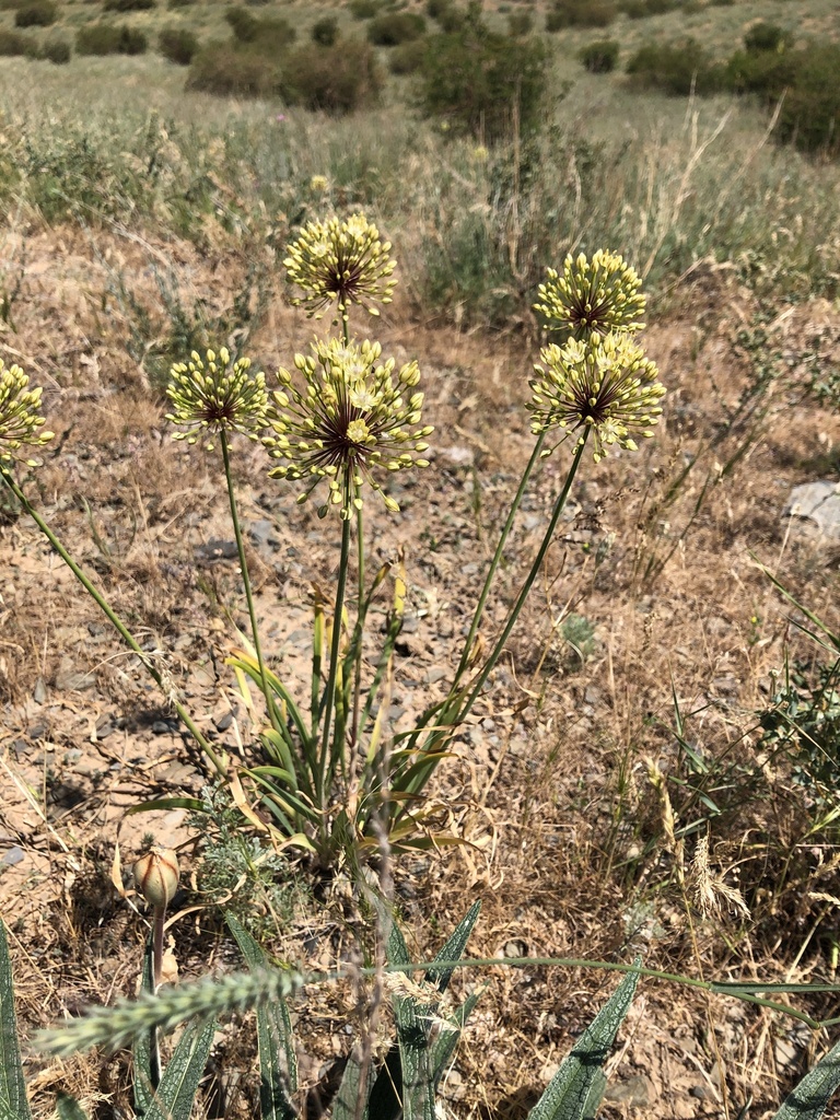 Allium Subg. Reticulatobulbosa