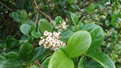 Viburnum suspensum