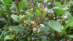 Viburnum suspensum