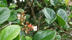 Viburnum suspensum