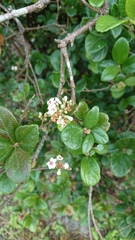Viburnum suspensum