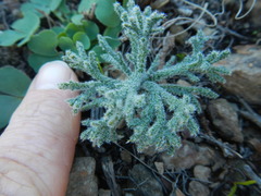 Eriospermum dregei