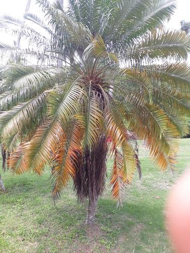 Phoenix roebelenii iNat (2)