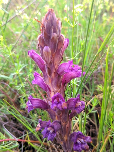 Image of Phelipanche arenaria by (c) Denys Vynokurov, some rights reserved (CC BY)