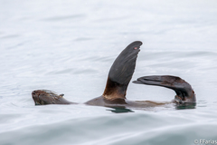 Arctocephalus australis