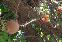 Couroupita guianensis