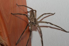 Palystes superciliosus