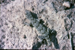 Mediodactylus