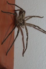 Palystes superciliosus
