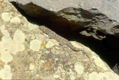 Mediodactylus kotschyi