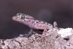 Cyrtopodion scabrum