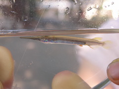Dermogenys siamensis