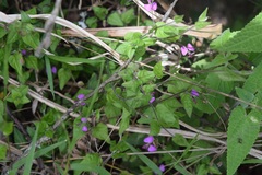 Polygala macowaniana