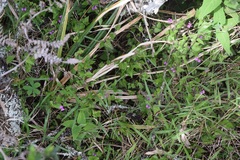 Polygala macowaniana