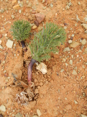 Eriospermum paradoxum