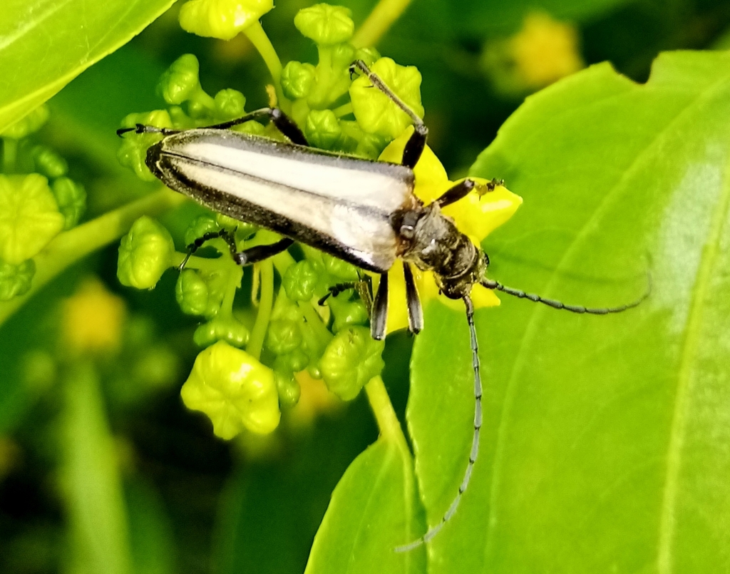 Stenocorus insitivus