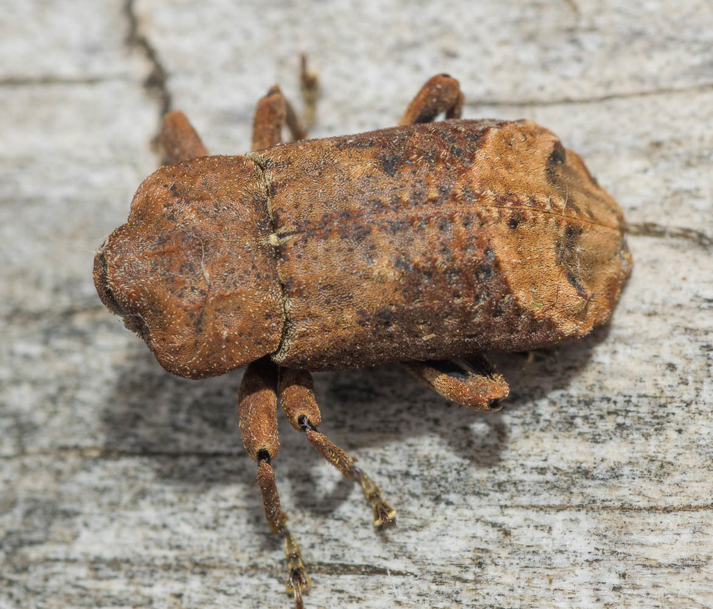 Ectopsis
