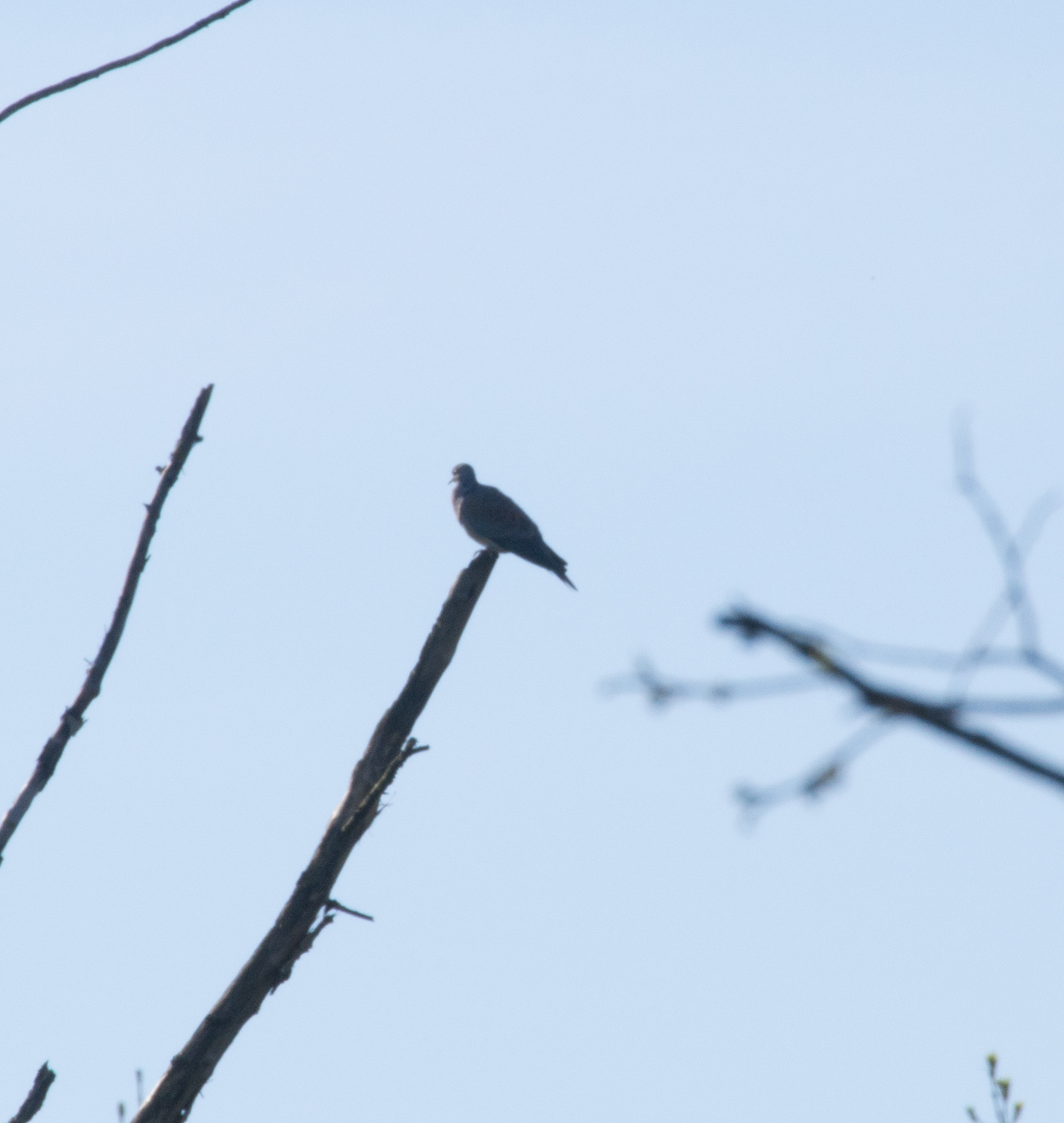 European Turtle Dove